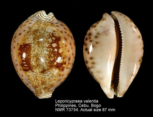 Leporicypraea valentia (3).jpg - Leporicypraea valentia (Perry,1811)